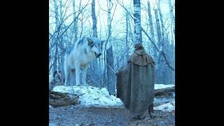 Arya Stark's Reunion with Nymeria #shorts #gameofthrones