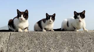 Funny cats!! Overnight Trip to Japan's Cat Island!! | Sanagi Island