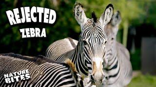 Zebra Girls Gang Up on Mac the Stallion! | The Secret Life of the Zoo | Nature Bites