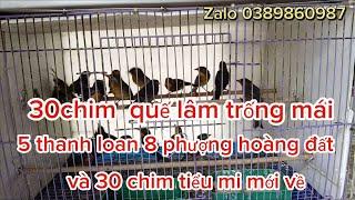 31/08:30 chim quế lâm 13 thanh loan phượng hoàng đất và 30 tiểu mi mới về:0389860987