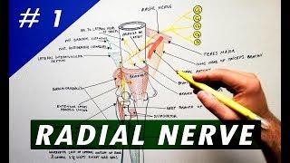 Radial Nerve - part #1 | Anatomy Tutorial