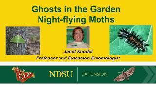 Ghost in the Garden: Night-flying Moths - NDSU Extension Field to Fork