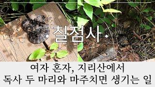 심지어 엄청 커! 칠점사 두 마리가 한 곳에 똬리를 틀고... 지리산 여자솔로산행. 노고단-피아골 코스.