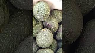 Fresh avocado unripe, MercyNguku The Global Traveller # worshipsongrewritten