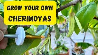 Cherimoya Growing  - Easy Hand Pollination for the Beginner