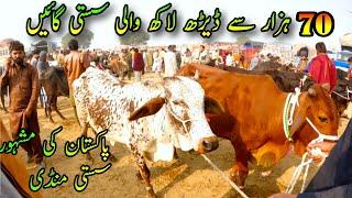 Very Cheapest Cow Market In Pakistan / Sahiwal Cholistani Cows Price Update / Luddan Cattle Mandi