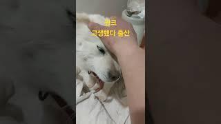 아흐흥 아으  #다차슈4도삼촌 #걍쥐구출 #진도견