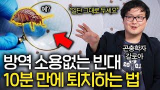 살충제도 끄떡없는 흡혈 빈대 즉시 퇴치하는 법(하루에 알이 수백개...)