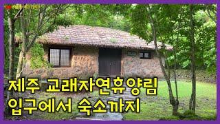 제주도 교래자연휴양림 입구에서 숙소까지 | 숲속의 초가와 숲속의 휴양관 | 제주시 조천읍 [2023 제주도 여행일기 No.15]