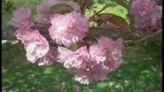 IT'S MAY - ROBERT SCHUMANN'S ART SONG ~ PAUL WARREN ALLEN CONDUCTOR ~ NCC CHOIR