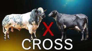 14 World's Largest Cattle Crossbreeds