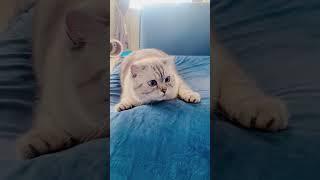 Котики диваны и самозванцы.