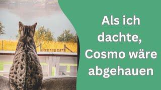 Cosmo will Frühstück am Menschentisch!