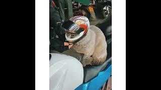 Cat wear a helmet also