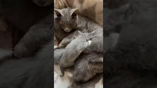 Kittens - Male or Female (How to tell the sex of a kitten)