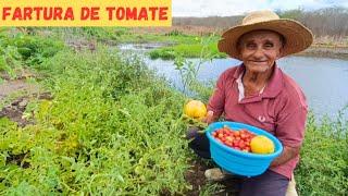 Fartura de Tomate Uva Vejam Só Mostrando Novos Projetos no Sítio pra Fazer +Organizando a Horta