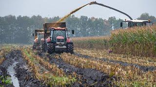 Harvesting Maize in the Mud 2023 / Case Puma got stuck / Fendt Katana 65 / H van Oosten