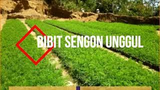 Harga Bibit Sengon Solomon F1,0822.2083.0527 (Tsel) Bibit Sengon Genjah