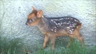 Pudu fawn is just 5 days old