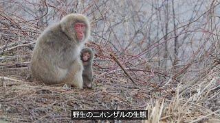 【ニホンザル】 野生ニホンザルの生態  ～志賀・雑魚川 地域個体群観察記録より ～