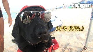 알면 깜짝 놀랄 리트리버의 직업ㅋㅋㅣRetriever Dog Is A Real Lifeguard...But Then!!
