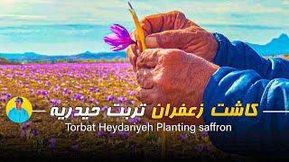 Planting saffron - زعفران کاری و کاشت زعفران