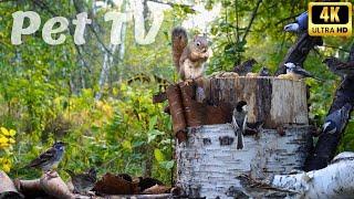 Beautiful Sunlit Forest Clearing With Birds and Squirrels | Entertainment for Pets and Nature-Lovers