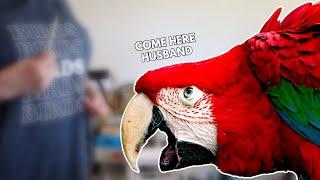 It's the HUSBAND OR THE BIRD?! | When your parrot hates your spouse