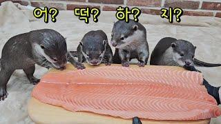 Otter Family's Reaction to Huge Salmon+King abalone Mukbang