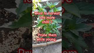 Garden tips 15 - Prune young chilli plant to get tons of chilli #chilli #gardeningtips #pruning