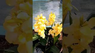 yellow Canna lily