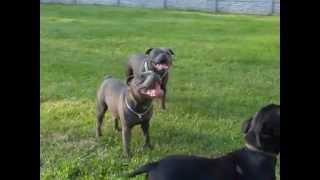 Blue Staffordshire Bull Terrier play