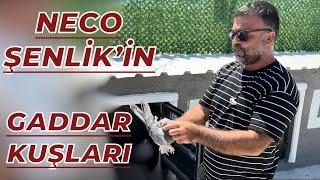 GADDAR GÜVERCİNLER - NECO ŞENLİK KÜMES ZİYARETİ