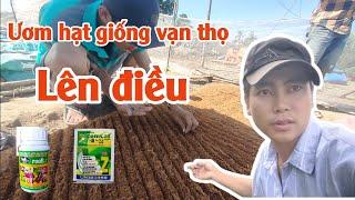 ươm hạt giống vạn thọ lên điều - huỳnh thủy tinh vlog