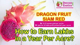 Dragon fruit cultivation & farming in india | Siam Red | Hybrid Variety C| Variety C -Deccan Exotics