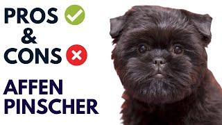 Affenpinscher Pros and Cons | Affenpinscher Dog Advantages and Disadvantages