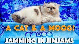 Jamming in Jimjams with Jaxon: Live Synths For A Restful Sleep: A Cat & a MOOG