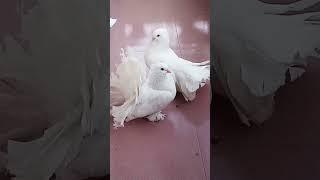 pairar Valo basha #funny #pigeon