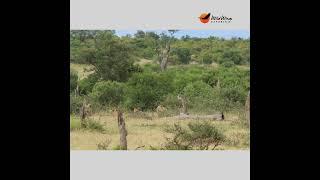 Can you spot how many lions are in this pride? #africansafari #wildlife #lion #animals #safarilife