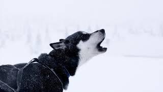 GUARANTEED TO MAKE YOUR DOG HOWL | HD FREE SOUND EFFECT