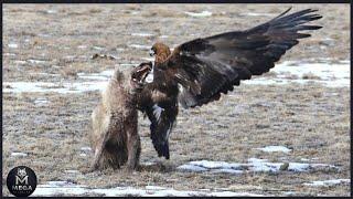 Rare Animal Fights Caught at the Perfect Moment | Wild Clash