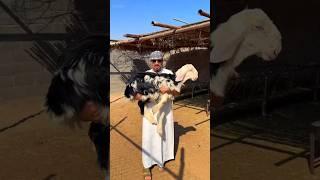 What Happens If Sheikh's Quit Meat in Dubai! #youtubeshorts #ytshorts #shortsfeed