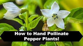 How to Pollinate Peppers Indoors and Prevent Flower Drop!