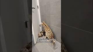 From Solitude to Companionship:The Heartwarming Growth Story of a Kitten and a Dog#shorts #animals