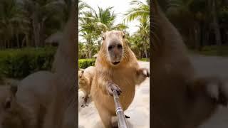 It’s ya boy Capy Papi! Vlog 3 #capybara #Vlog