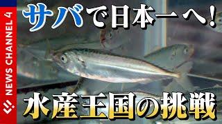 【サバ日本一に！？】水産王国が完全養殖成功！美味しい可能性とは＜NEWS CH.4＞