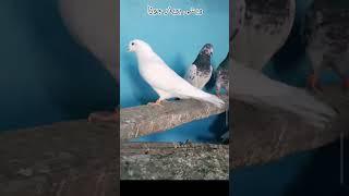 #alipigeonclub #kabutarbreedingtipsandtricks #alipigeonclub