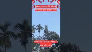 এফালে মাকোৰ খিতখিতনি, আনফালে কুলিৰ বিননি, ফাগুন মানে বসন্তৰ আগজাননী ️ #bihu #nature #cuckoo #assam