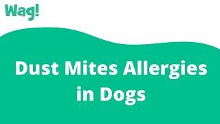 Dust Mites Allergies in Dogs | Wag!