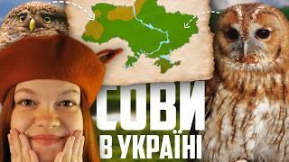 СОВИ ЯКІ МЕШКАЮТЬ В УКРАЇНІ